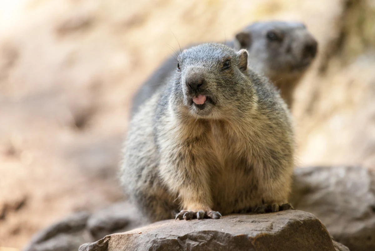 W Tatrach robi się coraz cieplej i dynamicznie ubywa śniegu. Swoją aktywność rozpoczynają świstaki, które ponad pół rok spędziły hibernując w swoich norach na wysokości ok 1800 m n.p.m.
