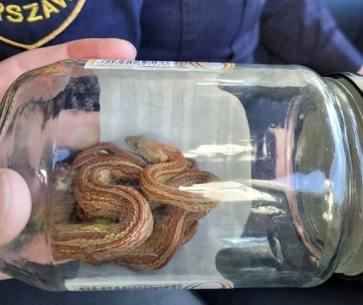 Wąż zbożowy wpełznął do jednego z mieszkań w bloku przy ulicy Zagójskiej w Warszawie. Właściciel znalazł go w łóżku.