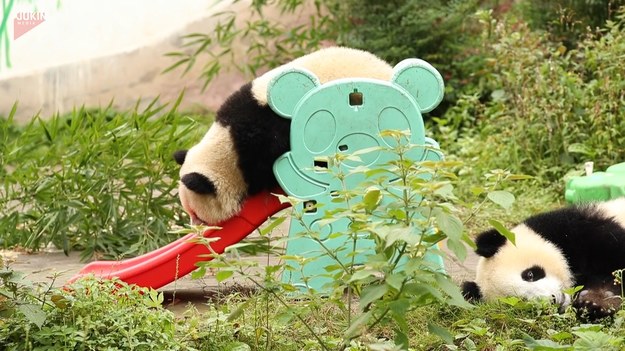 Czas płynie wolno, bez pośpiechu, a te dwie małe pandy świetnie się bawią. Zobaczcie!