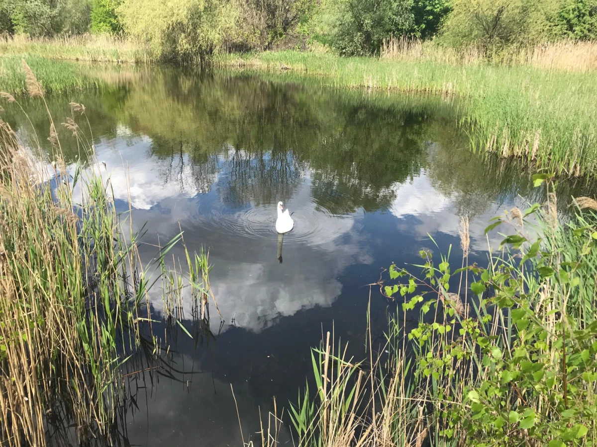 Wojewoda śląski wznowił postępowanie administracyjne w sprawie Żabich Dołów – zespołu przyrodniczo-krajobrazowego na granicy Chorzowa, Bytomia i Piekar Śląskich. Jedna z firm chciała rozebrać tam stare nasypy kolejowe. Nie zgodziły się na to władze Chorzowa, ale wojewoda uchylił tę decyzję. Sprawa będzie jednak ponownie rozpatrzona.