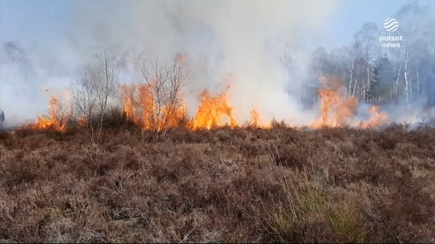 Od początku roku płonęły już ponad pół tysiąca razy, a teraz sytuacja staje się jeszcze groźniejsza. Rosnąca temperatura i brak deszczu powodują, że lasy są suche jak pieprz. Słony rachunek możemy zapłacić za chwilę nieuwagi, bo jedna iskra może zniszczyć tysiące drzew.Materiał dla "Wydarzeń" przygotowała Anna Nosalska.