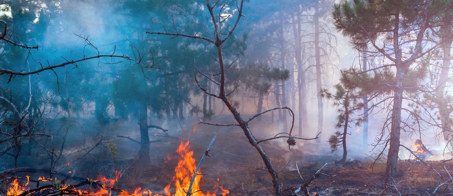 Rządowe Centrum Bezpieczeństwa ogłosiło w sobotę alert o dużym zagrożeniu pożarowym lasów w siedmiu powiatach - po jednym w woj. zachodniopomorskim i lubuskim oraz pięciu na północy woj. mazowieckiego.