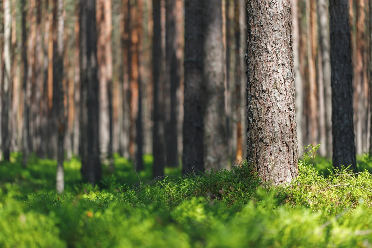 Żołnierze 8. Kujawsko-Pomorskiej Brygady Obrony Terytorialnej poszukują obiektu przypominającego balon, który przyleciał z kierunku Białorusi, w Kipichach (Mazowieckie) w powiecie żuromińskim. W akcji uczestniczy ok. 30 żołnierzy. Fakt poszukiwania tego obiektu w tym miejscu potwierdził PAP jeden z wojskowych.