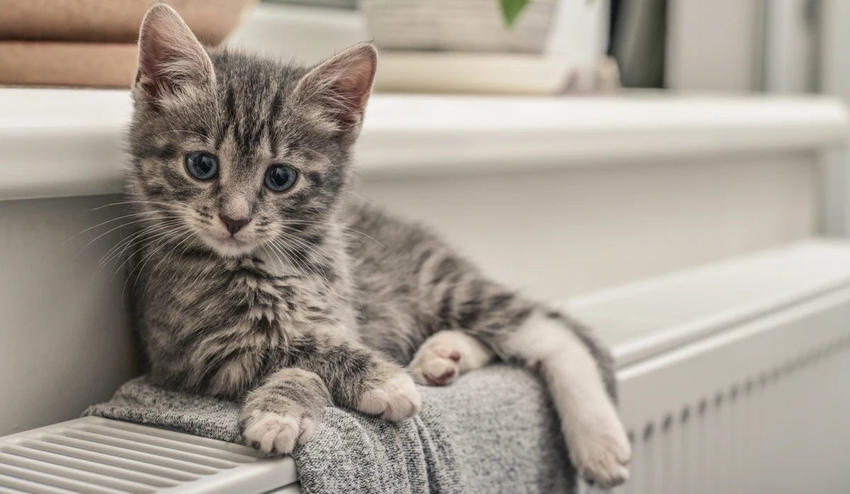 Kot doprowadził do szkód liczonych w tysiącach euro w nowo wyremontowanym ratuszu w Dokkum w północnej Holandii. Zwierzę wkradło się do budynku podczas prac remontowych i tam udało mu się odkręcić kran z wodą, która zalała ściany i meble.