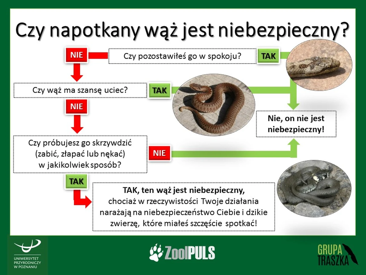 Okres od kwietnia do czerwca to najlepszy czas, by spotkać i z bliska przyjrzeć się różnym gatunkom gadów. Właśnie teraz odbywają one sezon godowy, a jednocześnie bardzo dużo czasu poświęcają na wygrzewanie się na słońcu. O ile do jaszczurek większości z nas odczuwa sympatie, to spotkanie z wężami budzi zazwyczaj lęk. Dla wszystkich zainteresowanych tematem, Uniwersytet Przyrodniczy w Poznaniu organizuje wykład otwarty pt. "Wśród zaskrońców, żmij, pytonów i boa — węże w naszym otoczeniu i dlaczego budzą w nas strach"