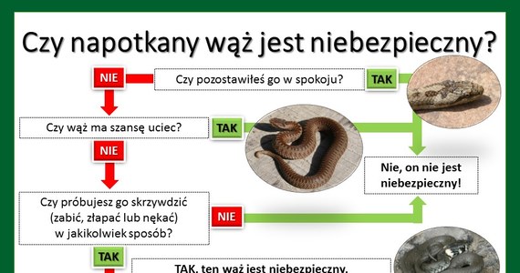 Okres od kwietnia do czerwca to najlepszy czas, by spotkać i z bliska przyjrzeć się różnym gatunkom gadów. Właśnie teraz odbywają one sezon godowy, a jednocześnie bardzo dużo czasu poświęcają na wygrzewanie się na słońcu. O ile do jaszczurek większości z nas odczuwa sympatie, to spotkanie z wężami budzi zazwyczaj lęk. Dla wszystkich zainteresowanych tematem, Uniwersytet Przyrodniczy w Poznaniu organizuje wykład otwarty pt. "Wśród zaskrońców, żmij, pytonów i boa — węże w naszym otoczeniu i dlaczego budzą w nas strach"