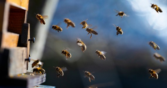 Policjanci z Pleszewa zajmują się sprawą śmierci tysięcy pszczół znalezionych w miejscowości Kowalewo w Wielkopolsce. Ze wstępnych ustaleń wynika, że owady miały zostać otrute.