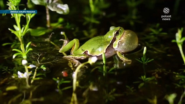 Przyrodnicy z Poznania apelują do samorządowców o nocne zamykanie wybranych ulic. Chodzi o bezpieczeństwo płazów, które masowo giną pod kołami samochodów. Adrianna Borowicz.