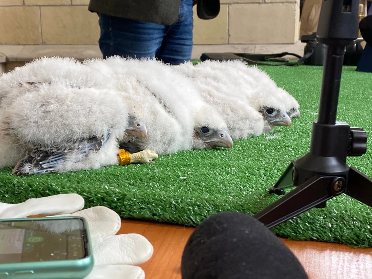 Cztery 3-tygodniowe sokoły, które wykluły się w gnieździe na 45. piętrze Pałacu Kultury i Nauki w Warszawie, zostały dziś zaobrączkowane. To kolejne pokolenie skrzydlatych mieszkańców najbardziej charakterystycznego budynku w stolicy. 