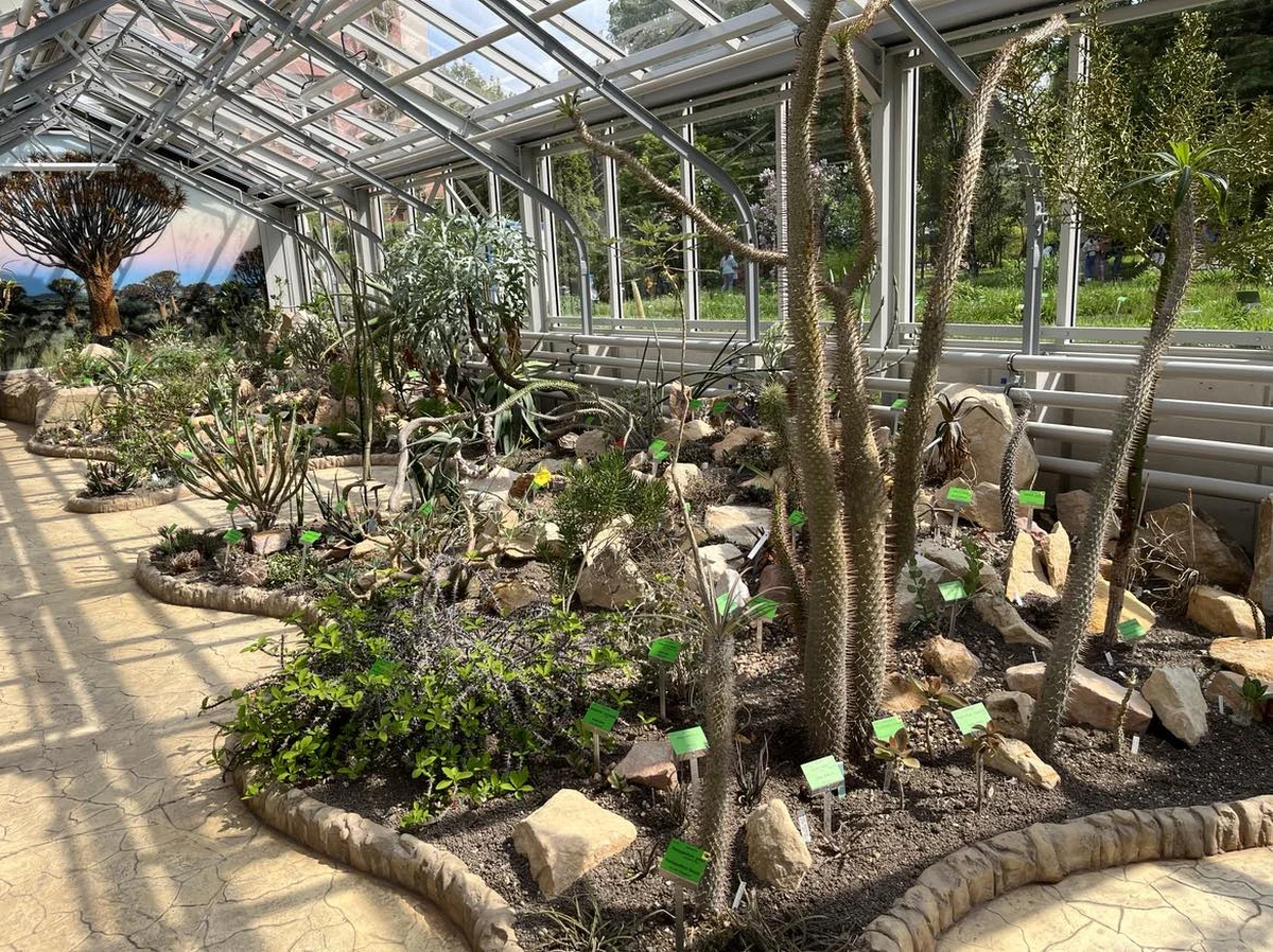 We wrocławskim ogrodzie botanicznym oficjalnie otwarto wyremontowane szklarnie. Można w nich podziwiać rośliny z Meksyku czy Afryki. To naprawdę niezwykłe okazy, takie jak na przykład welwiczja przedziwna.