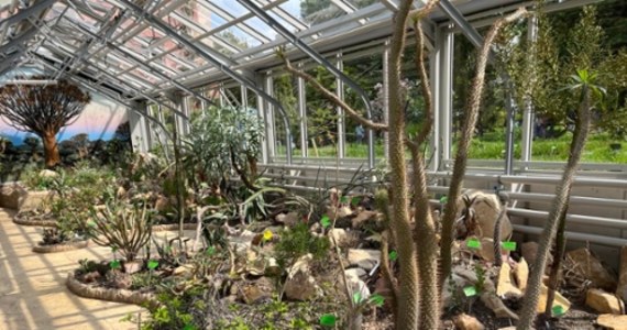 We wrocławskim ogrodzie botanicznym oficjalnie otwarto wyremontowane szklarnie. Można w nich podziwiać rośliny z Meksyku czy Afryki. To naprawdę niezwykłe okazy, takie jak na przykład welwiczja przedziwna.