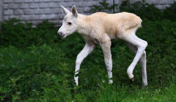 Znaleziono małego, białego łosia. Zaopiekowało się nim Leśne Pogotowie