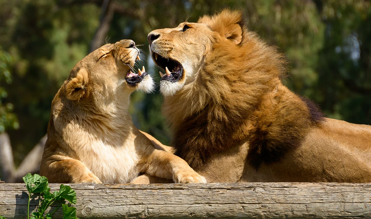 Nieopodal Żyliny na Słowacji lew zaatakował i zabił mężczyznę. Do tragedii doszło w prywatnym ogrodzie zoologicznym.