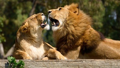 Lew zabił mężczyznę na Słowacji. Tragedia w prywatnym zoo