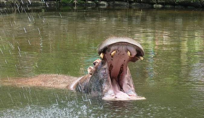 Hipopotam zaatakował łódź. Szukają ponad 20 osób