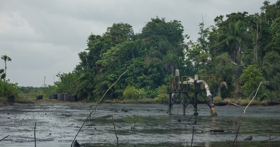 Działalność koncernów petrochemicznych powoduje katastrofę ekologiczną w Nigerii. Lasy pokrywa czarna warstwa ropy, a groźne zanieczyszczenia wykryto nawet w krwi mieszkańców regionu Bayelsa. To przerażające wnioski z najnowszego raportu Bayelsa State Oil and Environmental Commission. 