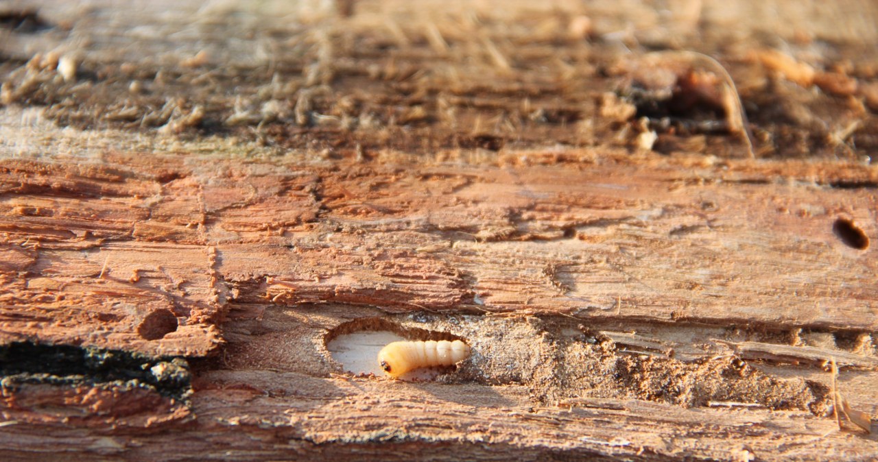 Kornik, świerk i zabójczy grzyb. Toksyczny trójkąt działa bardzo skutecznie