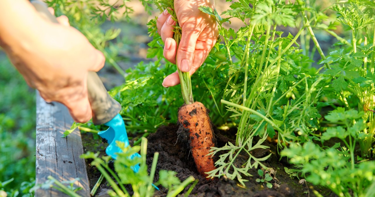 Lipcowy poplon – zrób to teraz, a ogród odwdzięczy ci się jesienią