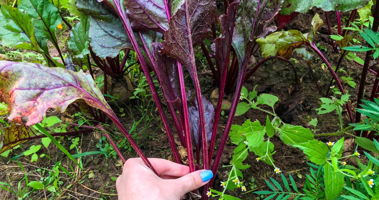 Wystrzegaj się tych warzyw. Buraki nie przepadają za ich sąsiedztwem