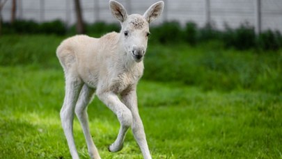 Takiego łosia widziano w Polsce tylko kilka razy 