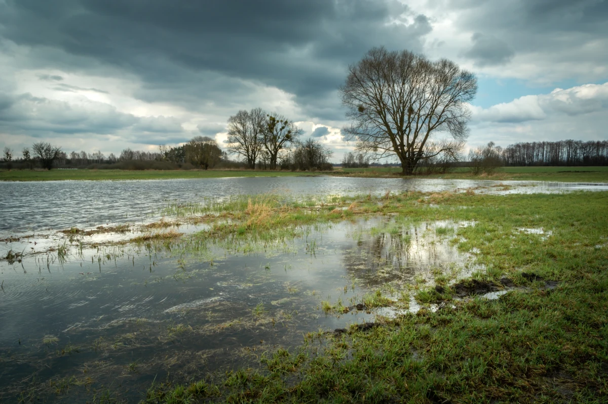 W dwóch miejscach przekroczone stany alarmowe, a w ośmiu ostrzegawcze - tak wyglądała dziś o poranku sytuacja na rzekach w Śląskiem. W Zarzeczu koło Żywca powstało osuwisko. To skutki intensywnych opadów deszczu w regionie, który - na szczęście - w części województwa przestał już padać. Dziś pogoda w całym kraju ma się poprawiać.