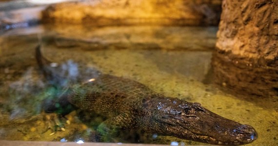 Mieszkająca w zoo w Płocku aligatorzyca Marta jest najstarszym zwierzęciem w ogrodach zoologicznych Europy. 20 maja będzie obchodziła 93. urodziny. Przypominając historię Marty, płockie zoo zaprasza na przyjęcie, które wyda w sobotę na cześć jubilatki.
