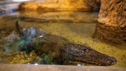 Najstarsze zwierzę w Europie: Aligatorzyca Marta zaprasza na 93. urodziny