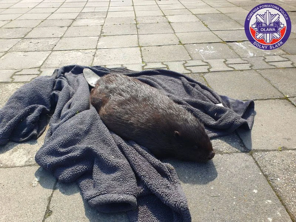 Przechodzień zauważył przechadzającego się po ulicach Jelcza-Laskowic młodego bobra. Zatroskany losem zwierzęcia wezwał policję. Dzięki pomocy mundurowych i weterynarza maluch bezpiecznie wrócił do swojego siedliska.