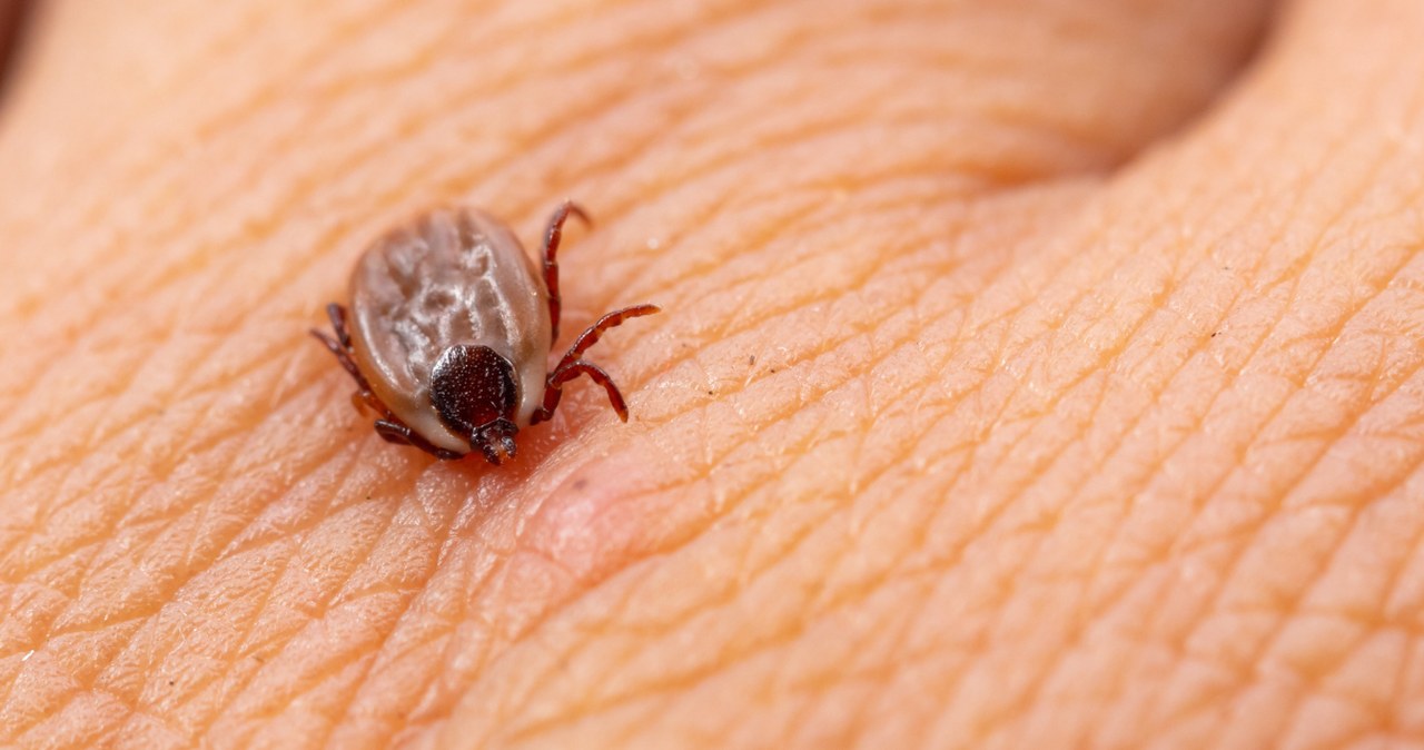 Są nie tylko w lasach, ale też w mieście. Tak uchronisz się przed kleszczem
