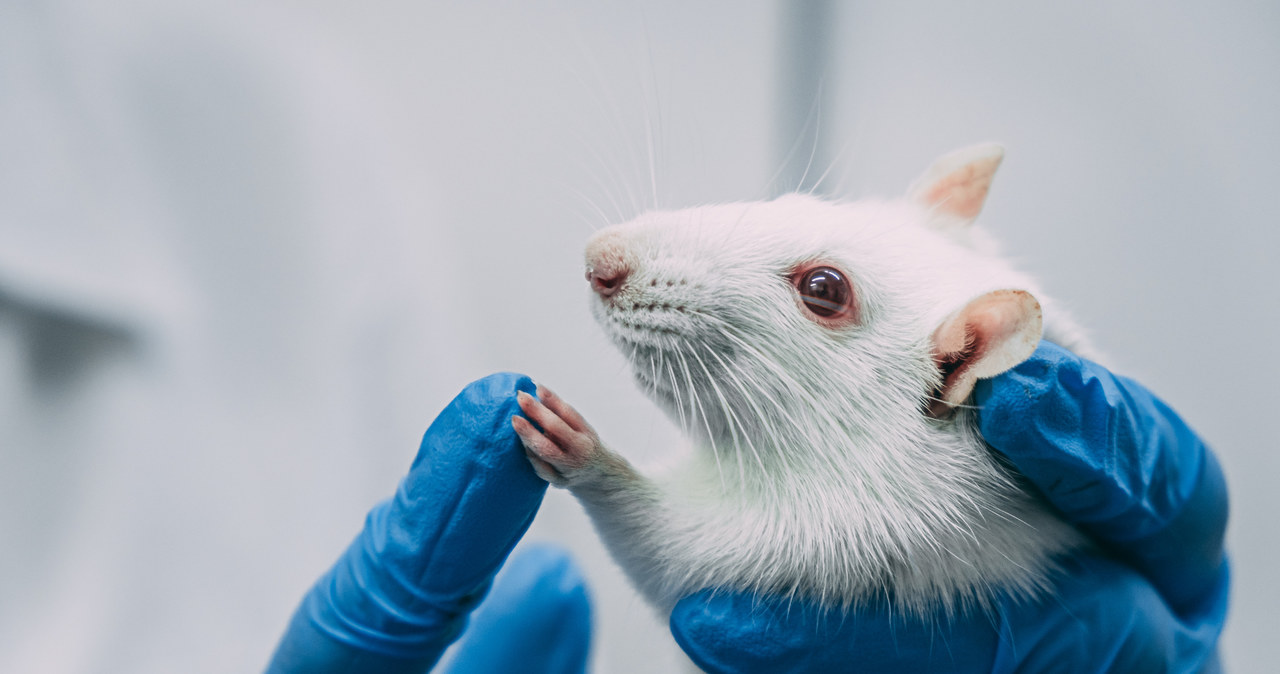 Chińscy naukowcy pochwalili się sukcesem w zakresie odmładzania myszy za pomocą krwi młodszych osobników. W nowym badaniu przedłużyli życie myszy do ludzkiego odpowiednika 120-130 lat.

