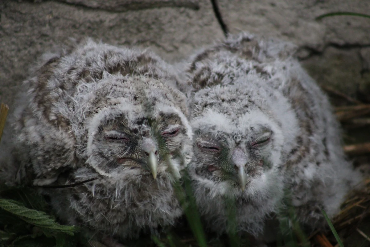 Młode puszczyki wypadły z gniazda, nie miałyby szans na przeżycie, gdyby nie interwencja strażaków z OSP w Bogdanówce. Teraz strażacy obserwują, jak zachowa się matka piskląt i czy pisklęta nie będą wymagały dalszej pomocy człowieka.