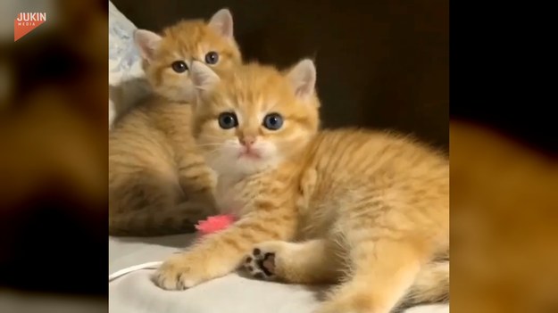 Małe kotki są słodkie i piękne, a ich niewinne oczy rozczulą nawet największego ponuraka. Są jednak też psotne i skore do zabawy. Zobaczcie.