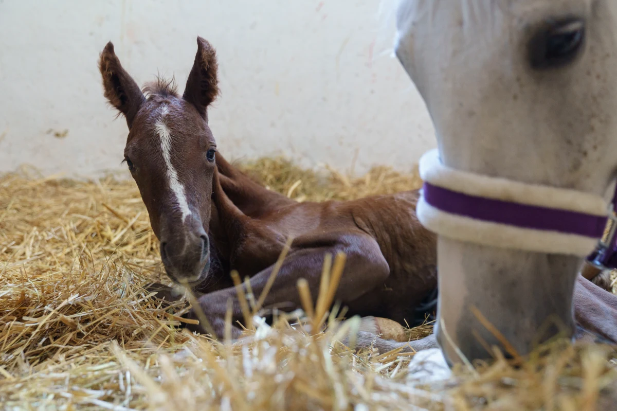 Jest kasztanowy, ma 3 białe skarpetki i długą strzałkę na czole. W stajni Akademickiego Ośrodka Jeździeckiego w Szczecinie przyszedł na świat pierwszy od lat źrebak. Matką została siwa klacz Kalifornia, ojcem ogier-potomek wybitnych koni sportowych.