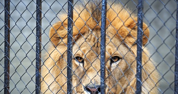 Śmierć grozi 16 lwom i tygrysom z prywatnego zoo na Słowacji, gdzie przed kilkoma dniami jeden z lwów zabił właściciela parku. By wydobyć ciało mężczyzny z klatki, policjanci zastrzelili jedno zwierzę, a drugie uśpił weterynarz.