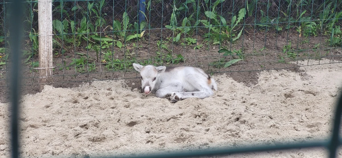Miejscowość Psarskie pod wielkopolskim Śremem ma nową nietypową mieszkankę. To córeczka pary reniferów, które mieszkają od grudnia w zagrodzie, zbudowanej tuż obok miejscowego przedszkola. Samiczka ma zaledwie kilka dni i powoli przyswaja się do życia w tak zwanej Wiosce Rudolfa.
