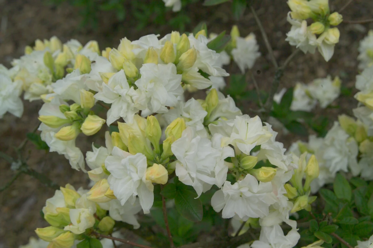 Nowa odmiana, poświęcona związanej z Wałbrzychem księżnej Daisy, zaprezentowana zostanie w niedzielę w samo południe w czasie XI RODOmani. Święto różaneczników to już tradycja w Arboretum Wojsławice, koło Niemczy na Dolnym Śląsku. To tu znajduje się narodowa kolekcja różaneczników, które właśnie teraz, w drugiej połowie maja zachwycają kwitnącymi kwiatami.
