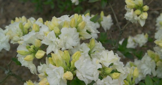 Nowa odmiana, poświęcona związanej z Wałbrzychem księżnej Daisy, zaprezentowana zostanie w niedzielę w samo południe w czasie XI RODOmani. Święto różaneczników to już tradycja w Arboretum Wojsławice, koło Niemczy na Dolnym Śląsku. To tu znajduje się narodowa kolekcja różaneczników, które właśnie teraz, w drugiej połowie maja zachwycają kwitnącymi kwiatami.