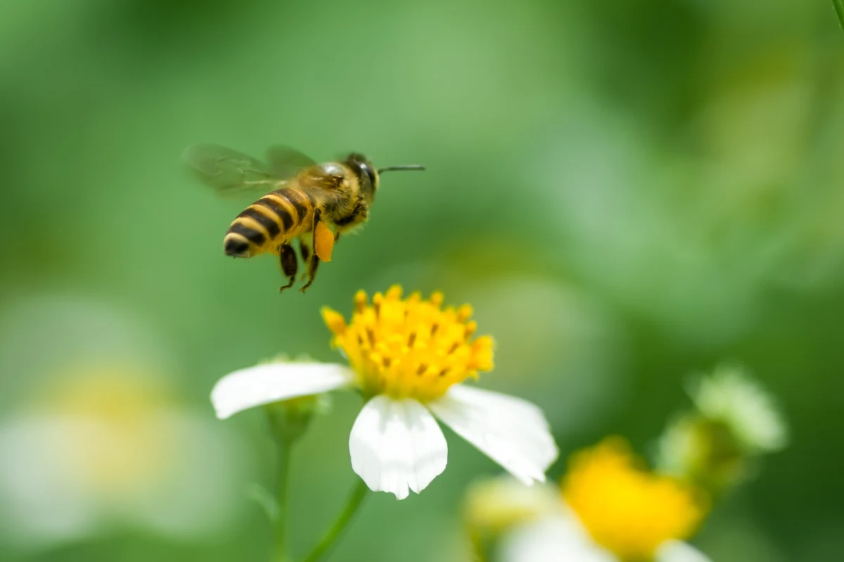 W Ogrodzie Lawendowym w Katowicach stanęły dwa ule, zbudowane z elektrośmieci, m.in. zużytych bębnów pralek. Pyłek kwiatowy zbierany przez owady pomoże w badaniach jakości powietrza w mieście – zapowiada Fundacja Odzyskaj Środowisko, która wymyśliła nietypowe ule.