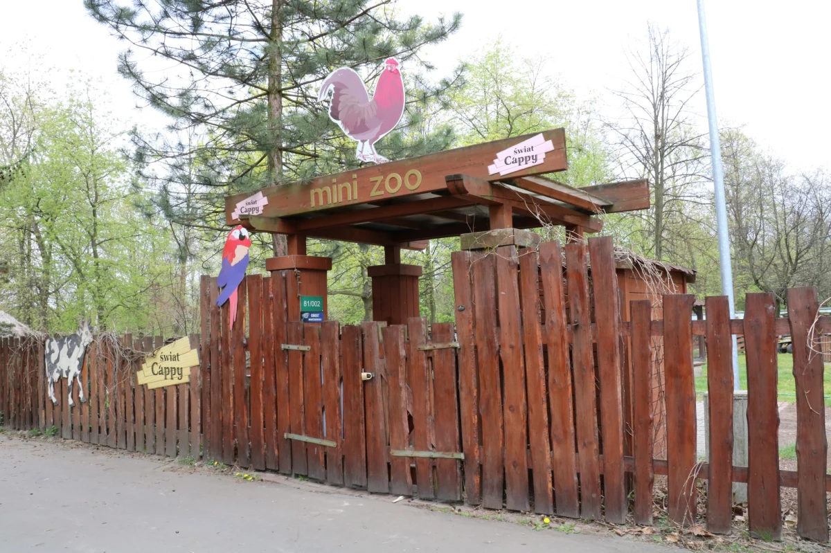 Mini zoo, które jest częścią chorzowskiego ogrodu zoologicznego kończy swoją działalność z powodu zaleceń rekomendujących odejście od hodowli zwierząt udomowionych w ogrodach zoologicznych.