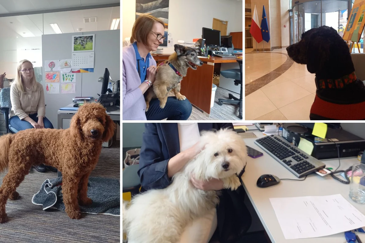 Jedyna taka polska ambasada na świecie. Do przedstawicielstwa RP przy UE w Brukseli można przyjść z czworonogiem. Takiej otwartości polskiej ambasadzie zazdroszczą inne brukselskie instytucje. 