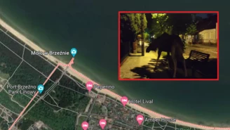 Gdańsk: Łosie spacerują po ulicach. Sceny jak z "Przystanku Alaska"