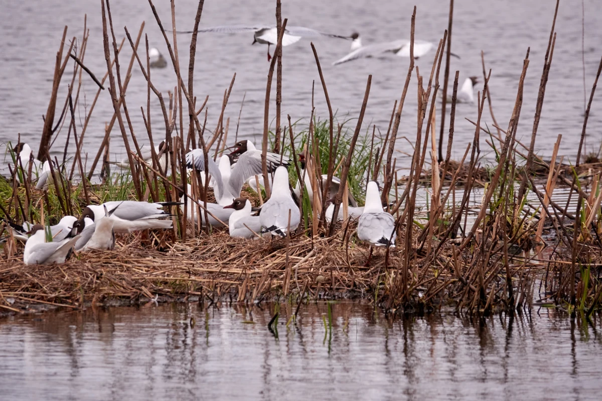 "To nadzwyczajna sytuacja. Nigdy wcześniej nie mieliśmy do czynienia z tak dużą liczbą ognisk" - tak o najnowszej, niewystępującej dotąd w Polsce mutacji wirusa H5N1, mówią lekarze weterynarii. Nowy wariant wirusa ptasiej grypy rozlewa się po kraju w niespotykanym tempie. Ze względów bezpieczeństwa służby sanitarne zalecają hodowcom stosowanie specjalnej bioasekuracji, powołano też sztaby kryzysowe w każdym województwie, mimo że jak dotąd nie ma ani jednego przypadku zakażenia drobiu hodowlanego. H5N1 potwierdzono natomiast na fermach we Włoszech i w Czechach. Eksperci już uczulają na sygnały, które mogłyby świadczyć, że świat dotknie kolejna pandemia. Na szczęście, przypadki ptasiej grypy wśród ludzi są rzadkie. Od 2021 roku WHO odnotowała 8 przypadków zakażenia się H5N1 przez człowieka.  