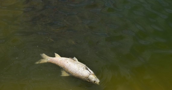 Śnięte ryby w Kanale Gliwickim. W ciągu ostatniego tygodnia odkrywano je w tym rejonie systematycznie. Zwierzęta są badane, aby ustalić przyczynę ich śnięcia.