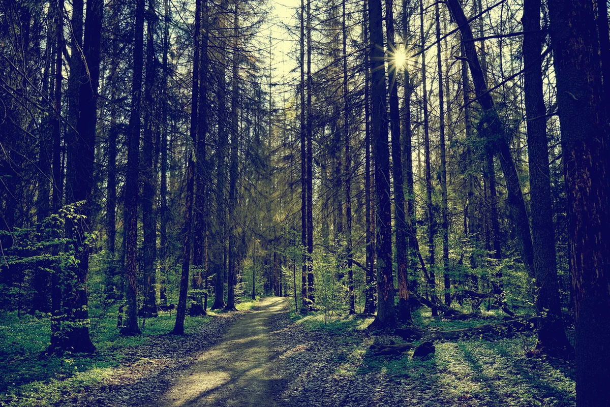 Ostatnie suche i słoneczne dni sprawiły, że w części nadleśnictw północnej i północno-wschodniej Polski obowiązuje trzeci, najwyższy stopień zagrożenia pożarowego. Ściółka jest sucha niczym kartka papieru. Leśnicy i strażacy przypominają, że 9 na 10 pożarów lasów wywołuje człowiek.