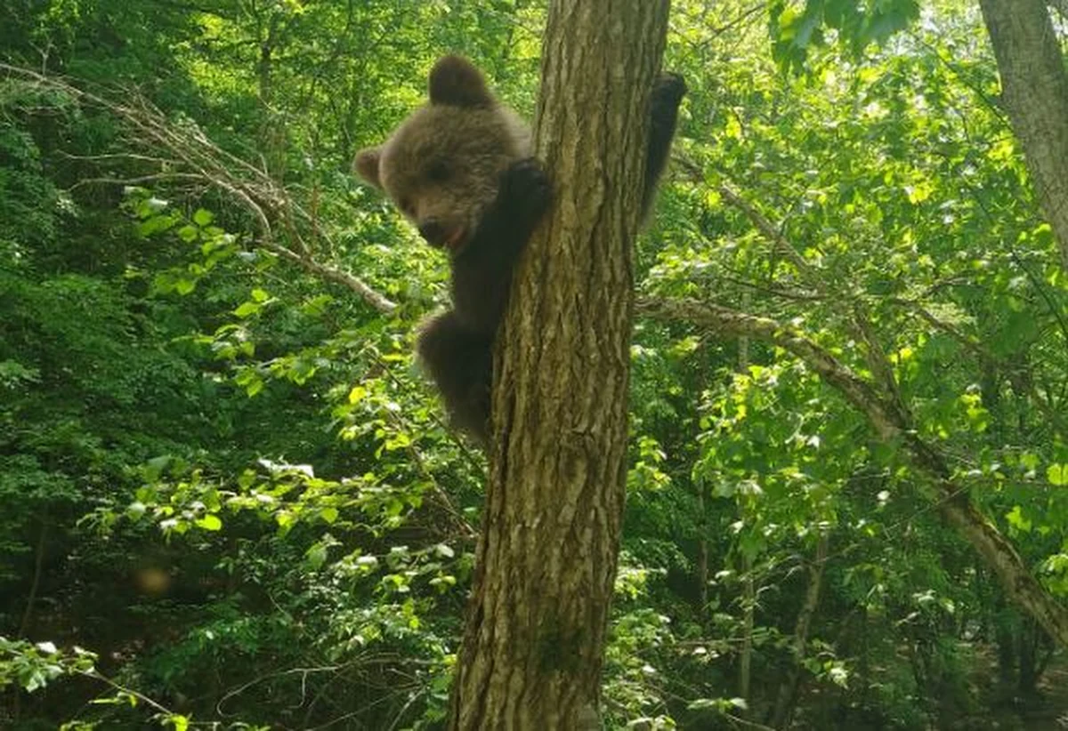 Trenująca podczas weekendu w górach Hasmas, w środkowej Rumunii, ekipa ratowników wysokogórskich uratowała małego niedźwiedzia. Czteromiesięczne zwierzę, prawdopodobnie porzucone przez matkę, zostało przekazane do specjalistycznego ośrodka medycznego dla dzikich zwierząt.