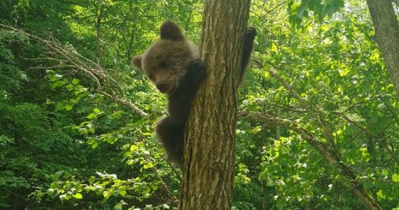 Trenująca podczas weekendu w górach Hasmas, w środkowej Rumunii, ekipa ratowników wysokogórskich uratowała małego niedźwiedzia. Czteromiesięczne zwierzę, prawdopodobnie porzucone przez matkę, zostało przekazane do specjalistycznego ośrodka medycznego dla dzikich zwierząt.