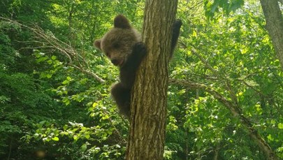 Niedźwiadek porzucony przez matkę. Ratownicy wypatrzyli go na drzewie