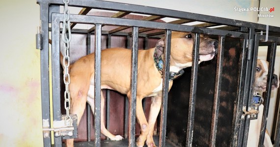Wychudzone, poranione i chore psy zastali podczas interwencji funkcjonariusze policji podczas interwencji w Orzeszu. Zwierzęta mogły być wykorzystywane do nielegalnych walk.