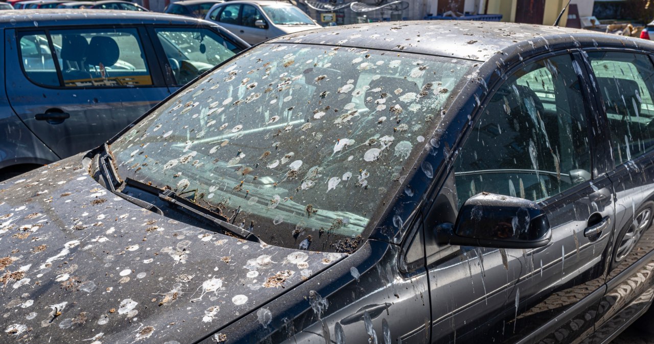 Ptasie odchody na lakierze mogą wypalić lakier. Jak je wyczyścić?