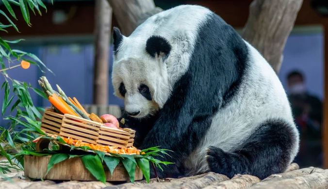 Panda wielka zmarła w Tajlandii. Podano przyczynę śmierci